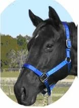 Triple Ply Horse Halter